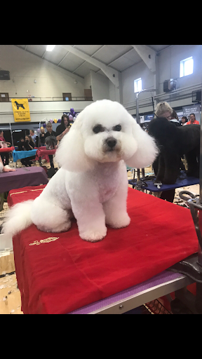 Petits Chiens listing image