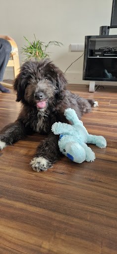 Petstop - Douglas Cork listing image