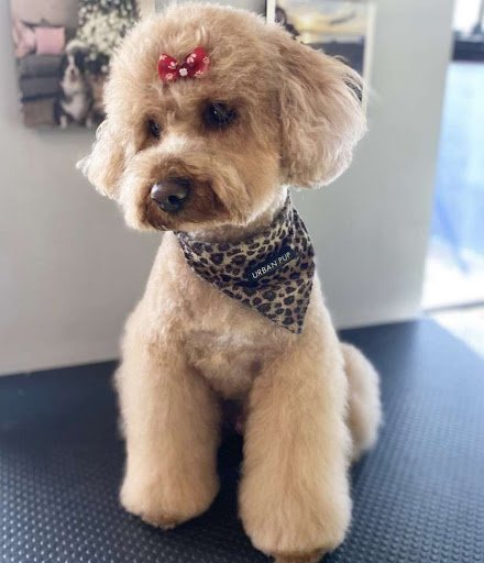 Pooch Perfect Grooms listing image