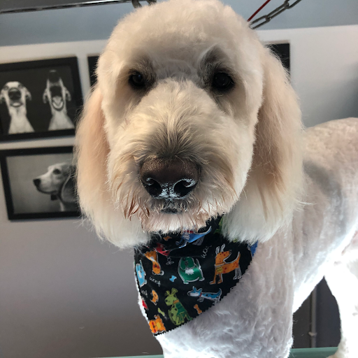 Pooched Professional Dog Grooming listing image