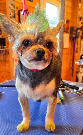 Pooches Palace listing image