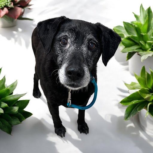 Pop’s Paws Dog Grooming listing image