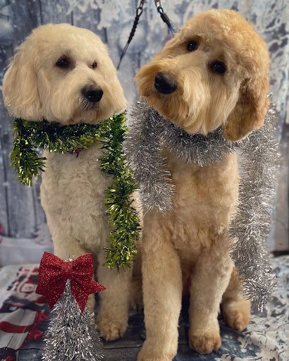 Poppys Grooming listing image