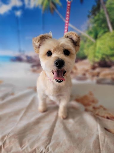 Posh Paws Rathcoole listing image