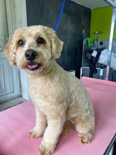 Pristine Pupz Dog Grooming listing image