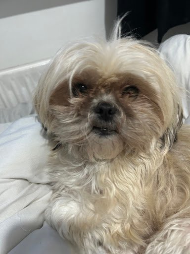 Puppy Cuts listing image