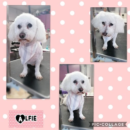 Puppy Love Dog Grooming - Thurles listing image