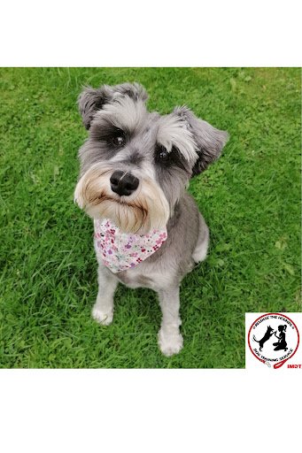 Release the Hounds Dog Training listing image