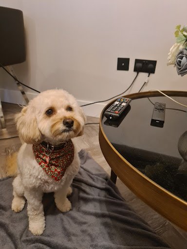 Rumours Dog Groomers listing image