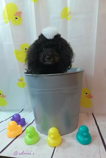 Sabrina's Dog Grooming listing image
