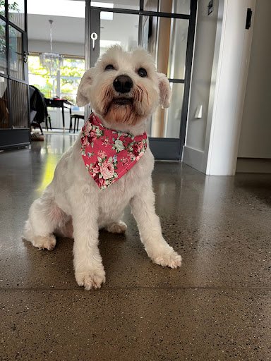 Sandycove Veterinary Clinic listing image