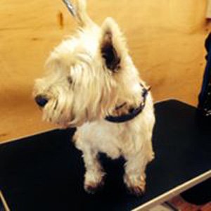 Saucy Pups listing image