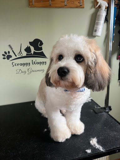 Scraggy Waggy Dog Grooming listing image