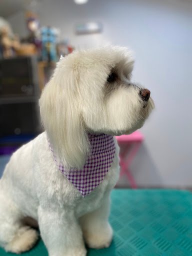 Scruffy Pups Dog and Cat Grooming listing image