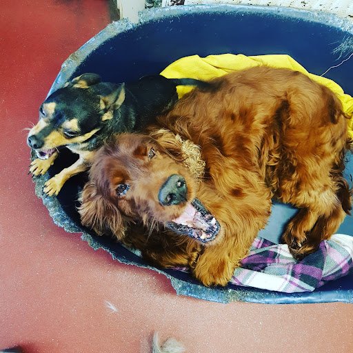 Small Creatures Veterinary Hospital listing image