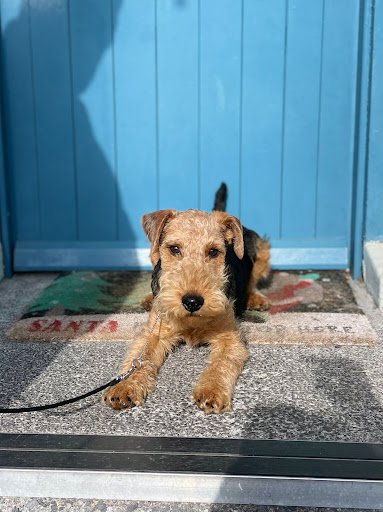 Smart Pet Dog Grooming listing image