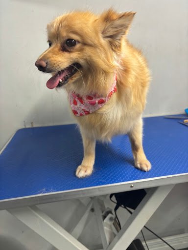 Snoopy's Pet Supplies & Grooming listing image