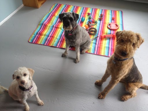 Tall Tails Dog Day Care listing image