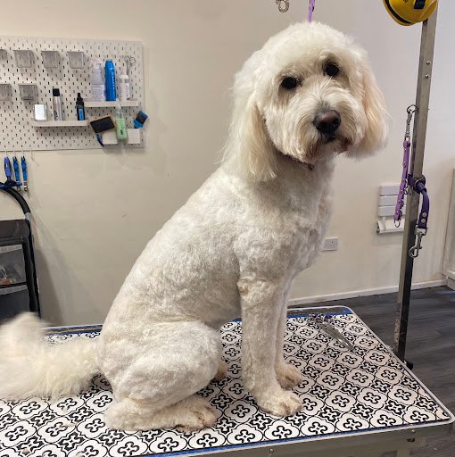 Tatty Tails Dog Grooming listing image