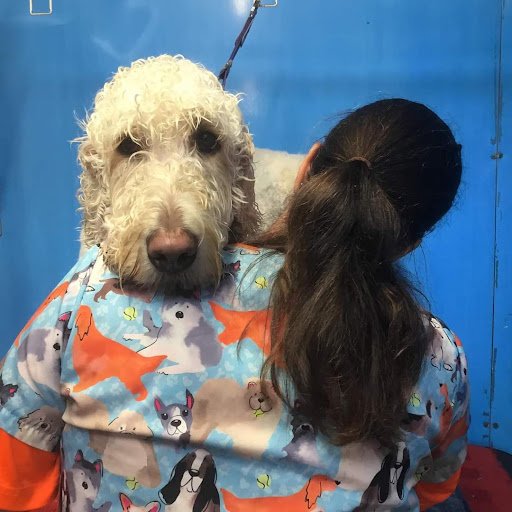 The Blue Poodle listing image