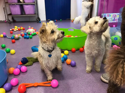 The Canine Centre listing image