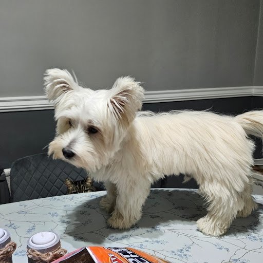 The Cat Groomer Dublin listing image