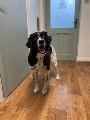 The Dog House Grooming Studio listing image