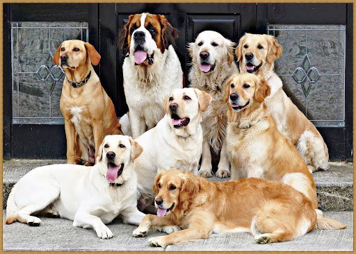 The Dog Ranch Hotel & Training listing image