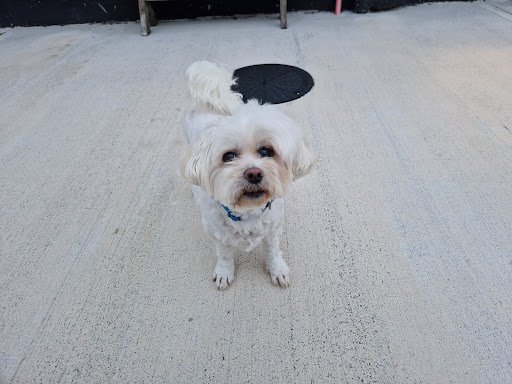 The Dog SPA listing image