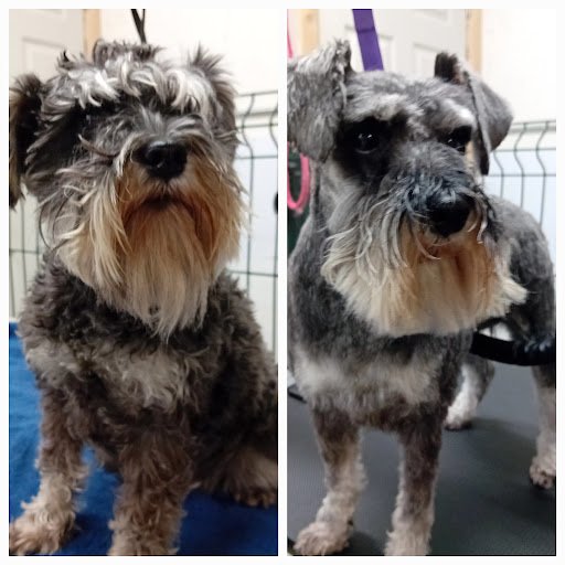 The Doggie SPA listing image