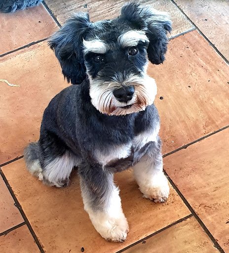 The Grooming Studio listing image