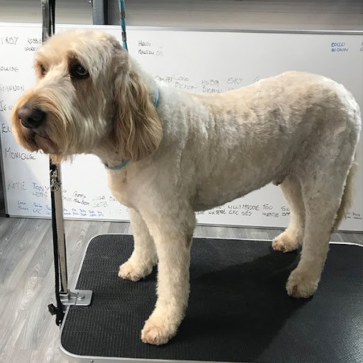The Hairy Dog Grooming Salon listing image