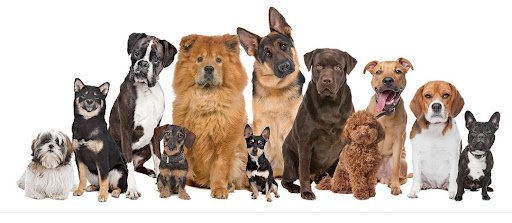 The Mutt Hut Dog Grooming Salon listing image