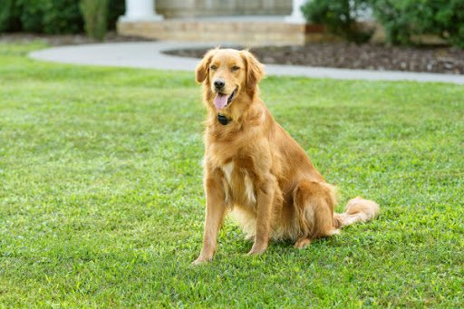 The Petsafe Superstore listing image