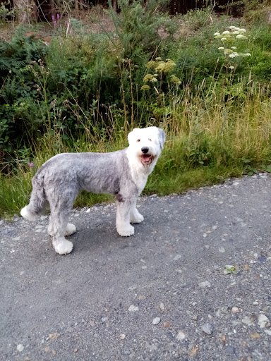 The Sleek Clipper Grooming Training Reiki Behaviour listing image