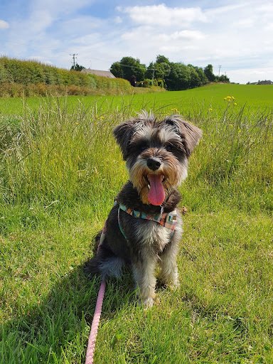 Tullamore Pet Hospital listing image