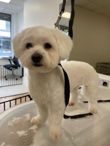 Untangled Dog Groomer listing image