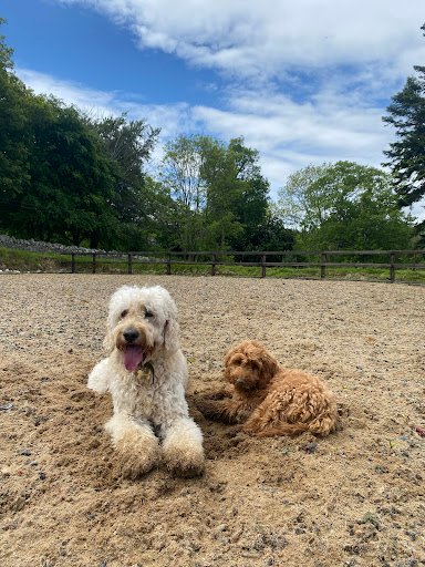 Vetsit Doggy Daycare Dog Grooming and Boarding listing image