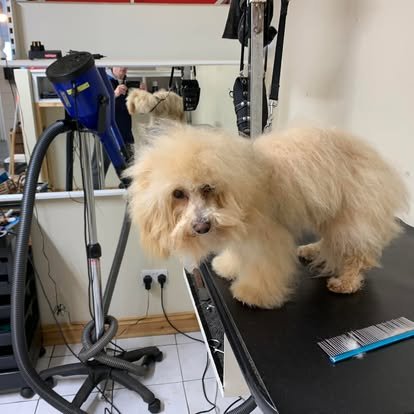 Vipooches listing image