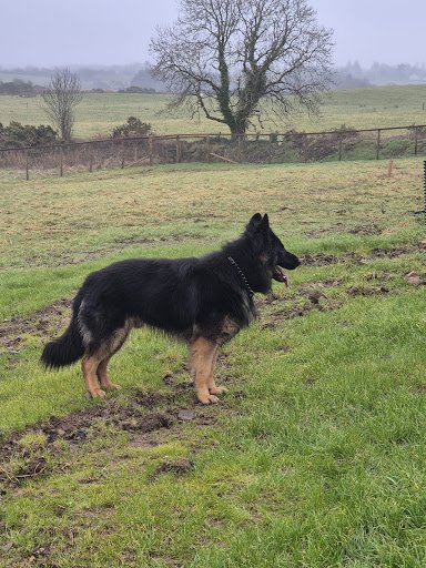Wagfield Kennels listing image