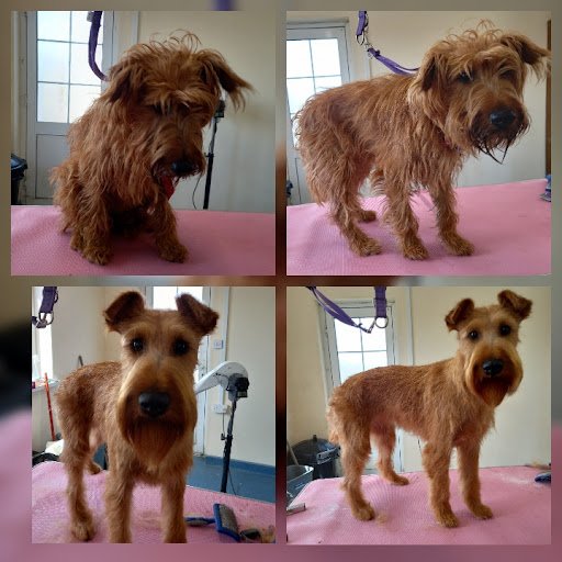 Waggy Tails Dog Grooming listing image