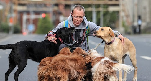 Waggytailadventures listing image