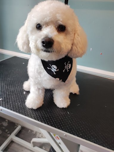 What the Pup Dog Grooming- Carrick on Suir listing image