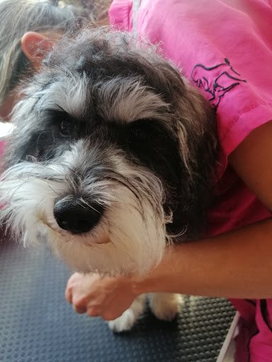 White Paws Killarney Dog Grooming listing image