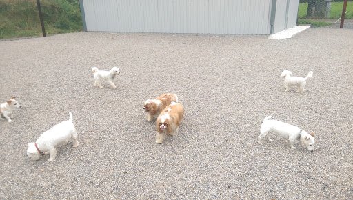 Whytes Boarding Kennels listing image