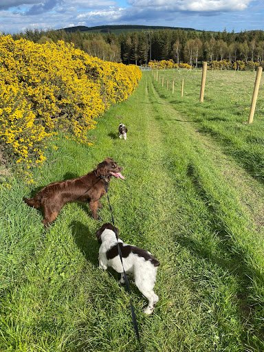 Wicklow Woof Dog Boarding listing image