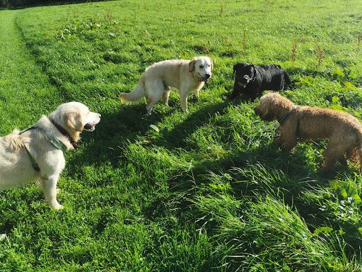 Woofwalks Cobh listing image