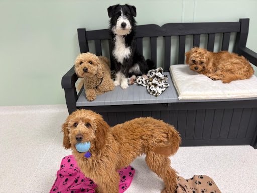 Zoomies Dog Grooming & Daycare listing image